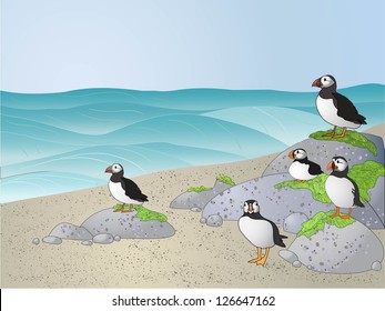 Puffins on the beach