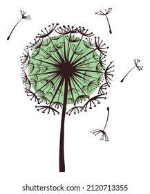 Puffy dandelion. Round wild flower with flying seeds