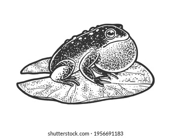 Puffy inflated toad frog on a water lily leaf sketch engraving vector illustration. T-shirt apparel print design. Scratch board imitation. Black and white hand drawn image.