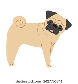 Pug 1 cute on a white background, vector illustration.