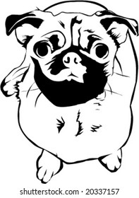 Pug