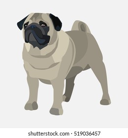 
pug