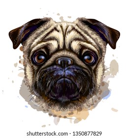 Pug. Artistic graphic, hand-drawn color portrait of the head of a pug breed dog on a white background with splashes of watercolor.