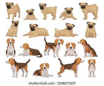 Pug and Beagle Purebred Dog as Domestic Pet and Animal Big Vector Set