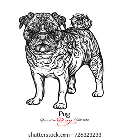 Pug. Black and white graphic drawing of a dog. 