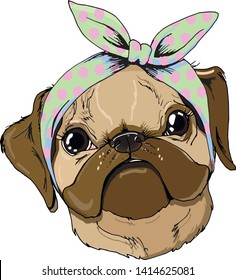 Pug breed dog in headband with polka dots