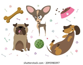 pug, chihuahua and dachshund with accessories on an isolated layer. Can be used for veterinary medicine, pet supplies, packaging