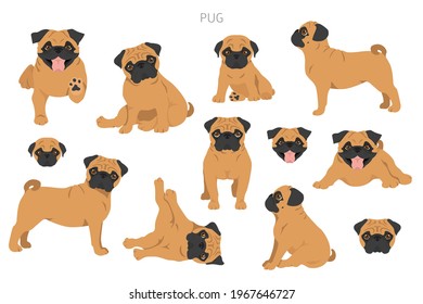 Pug clipart. Different poses, coat colors set.  Vector illustration