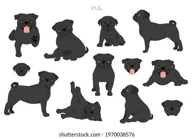 Pug clipart. Different poses, coat colors set.  Vector illustration