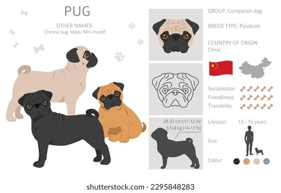 Pug clipart. Different poses, coat colors set.  Vector illustration