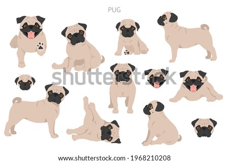 Pug clipart. Different poses, coat colors set.  Vector illustration Stockfoto © 