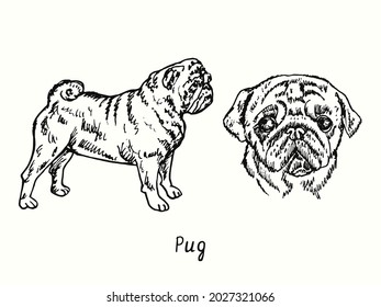 Pug Collection Standing Side View And Head. Ink Black And White Doodle Drawing In Woodcut Style.