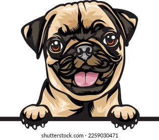 Pug Color Peeking Dogs. Color image of a dogs head isolated on a white background. Dog portrait, Vector illustration