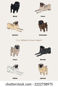 Pug colors. Cute Pug dogs characters in various poses, design for print, adorable and cute cartoon vector set, in different poses. All popular colors. Dog Drawing collection set. Standing, laying pug.