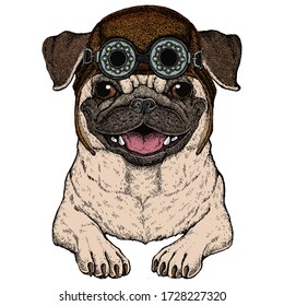 Pug. Cute animal portrait. Dog head. Aviator flying leather helmet with googles.