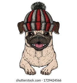 Pug. Cute animal portrait. Dog head. Knitted wool winter hat.
