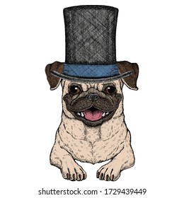 Pug. Cute animal portrait. Dog head. Cylinder hat.