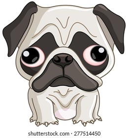 Pug dog