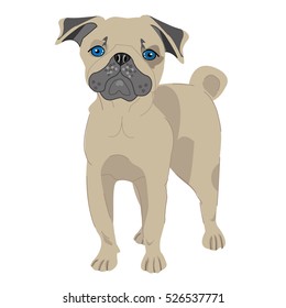 pug dog