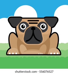 Pug Dog