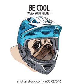 Pug dog in a blue full face bike helmet. Vector illustration.