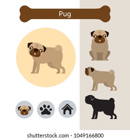 Pug Dog Breed Infographic, Illustration, Front and Side View, Icon