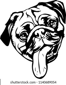 Pug dog breed pet 