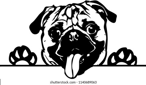 Pug dog breed pet 