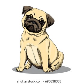 pug dog color sketch