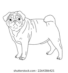 Pug dog cute cartoon outline illustration. Clipart image for sticker, children coloring books