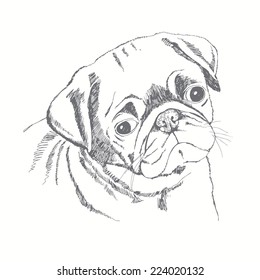 Pug dog face. Hand-drawn vector illustration. Sketch.