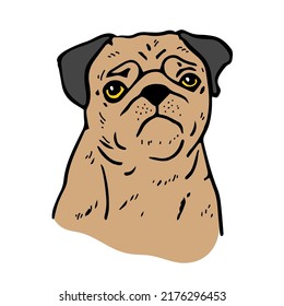 Pug dog face. Vector cartoon portrait of a dog. Pets, dog lovers, animal themed design element isolated on white background.