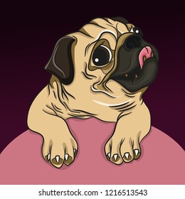 Pug dog face - vector illustration isolated on white background