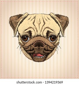 Pug dog graphic portrait, hand drawn vector illustration with cute pug dog