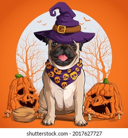 Pug dog in halloween disguise sitting on a broom and wearing witch hat with pumpkins on his sides