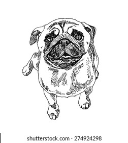 Pug Dog. hand drawn. Vector illustration
