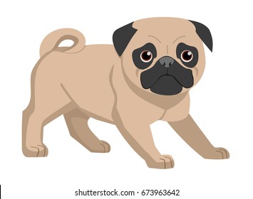 Pug dog isolated on white background. Vector illustration.
