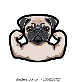 Pug dog with muscles. Vector illustration isolated on white background.