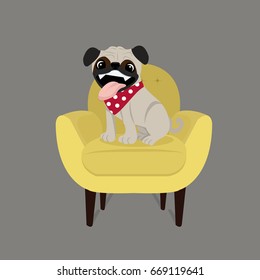 pug dog on sofa