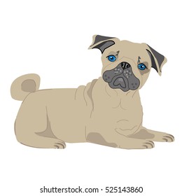 pug dog at one color background