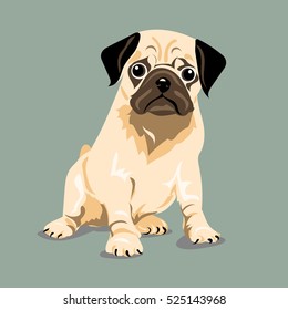 pug dog at one color background