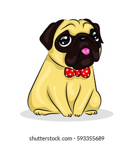 pug dog at one color background