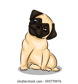 pug dog at one color background