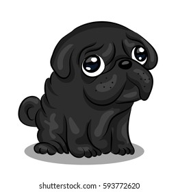 pug dog at one color background