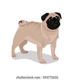 pug dog at one color background
