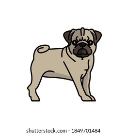 pug dog pet mascot breed character vector illustration design