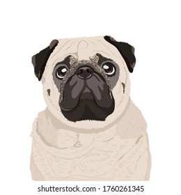 Pug Dog Potrait - Illutration and Vector