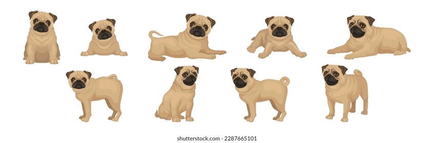 Pug Dog Puppy with Beige Coat and Wrinkled Muzzle in Different Poses Vector Set