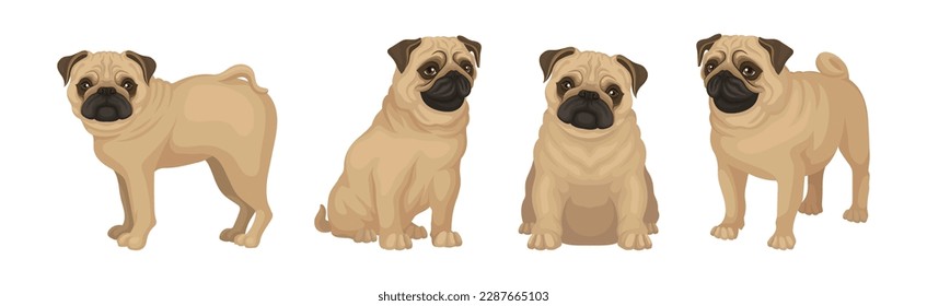Pug Dog Puppy with Beige Coat and Wrinkled Muzzle in Different Poses Vector Set