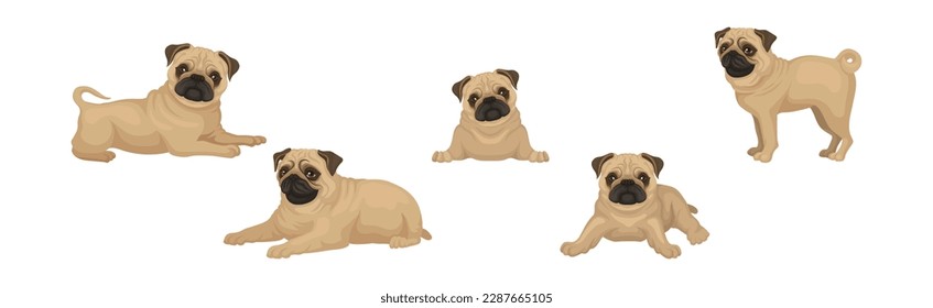 Pug Dog Puppy with Beige Coat and Wrinkled Muzzle in Different Poses Vector Set